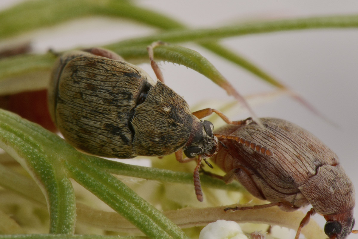 Bruchidius terrenus (cfr.)